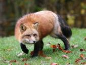Аватар для Little fox